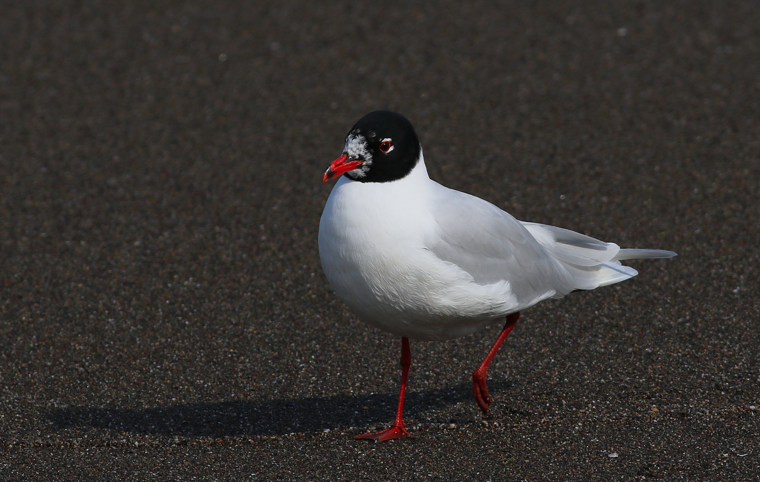 Mediterranean Gull